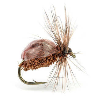 Mosca DEVAUX Terrestre JBT 01