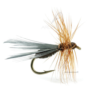 DEVAUX Fly Terrestrial Ant B513