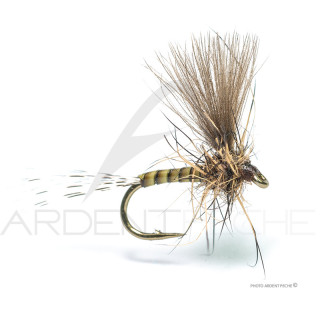 Florian Stéphan Fly EM4