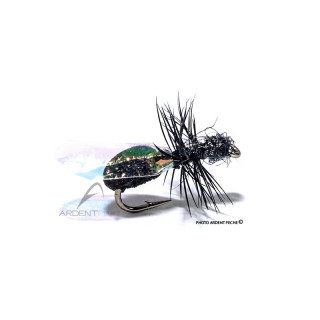 Mosca Igor e Nadica Stancev Formica alata flash