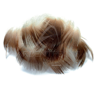 Mallard Duck brown neck feathers