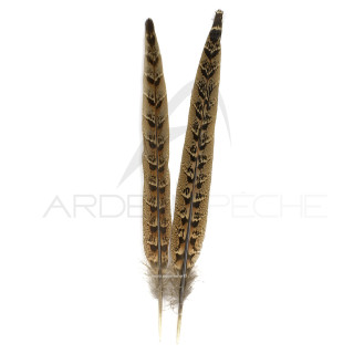 Hen pheasant tail feather