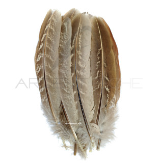 Common pheasant wing feathers