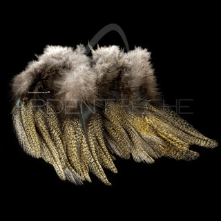 Pardo SELECT grade 3 corzuno médio Feathers