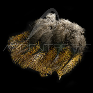 Pardo SELECT grade 3 encendido Feathers