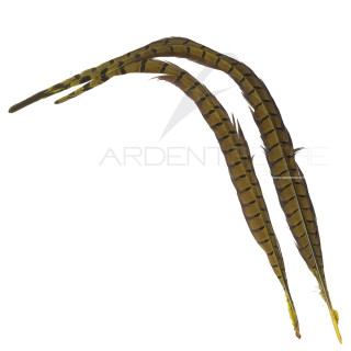 Common pheasant tail dyed golden olive