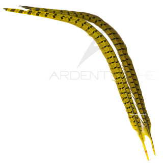 Common pheasant tail dyed yellow