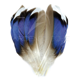 Anatra Mallard piume bluastre