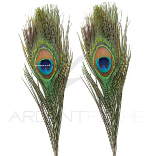 Peacock complete eye