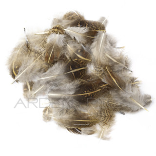 Partridge barred shoulder feathers