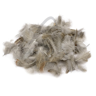 pernice piume di collarino chiaro