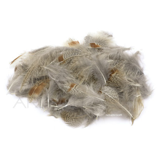 pernice piume di fianco naturali