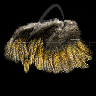 Pardo SELECT grade 2 flor de escoba Feathers