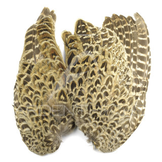 Hen pheasant wing pair