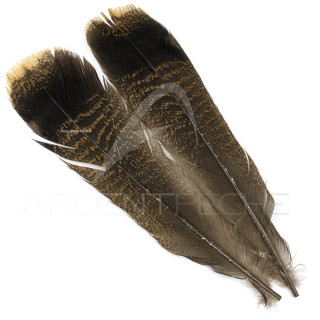 Turkey zebra brown tail feather