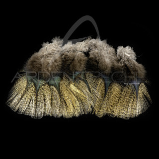 Pardo SELECT Grade 1 Corzuno Medio Feathers