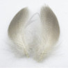 Mallard Duck Flank Feathers