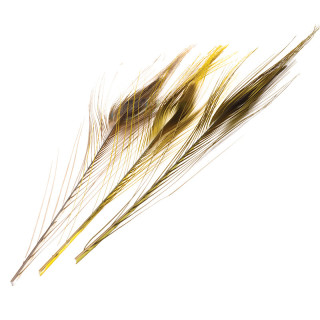 Stripped Peacock Quill DEVAUX
