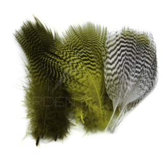 Alzavola DEVAUX