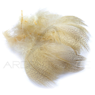 Anatra petto maschio