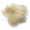 Anatra petto maschio