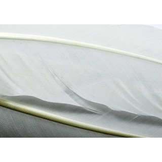 Dinde plume d´aile teintées