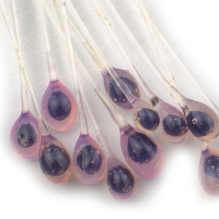 Yeux epoxy de crabes