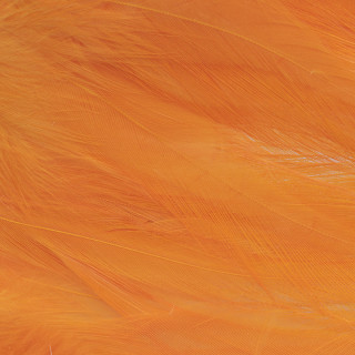 Piume di saddle