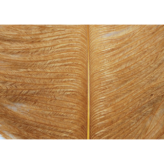 Ostrich herls on stem