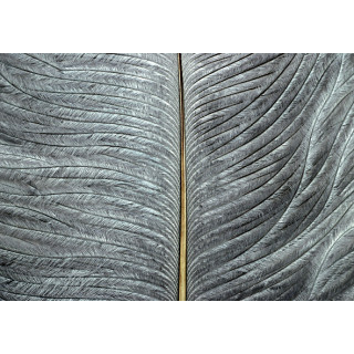 Ostrich herls on stem