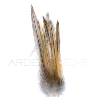 Corrèze fishing cock neck feather