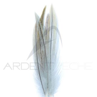 Corrèze fishing cock neck feather