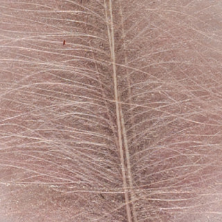 Cul de canard DEVAUX select