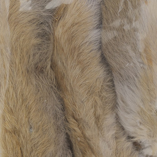 Patte de lapin des neiges