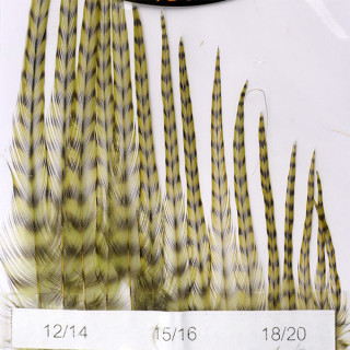 DEVAUX Genetic Hackles