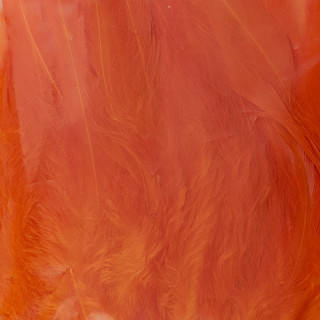 Piume di saddle