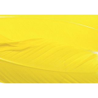 Turkey dyed wing feathers