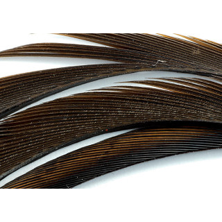 Goose biots quills