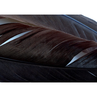 Turkey dyed wing feathers