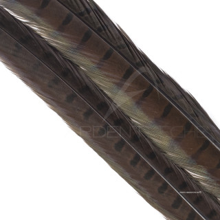 Common pheasant dyed tail