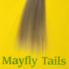 Mayfly tails