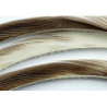 Oca biots quills