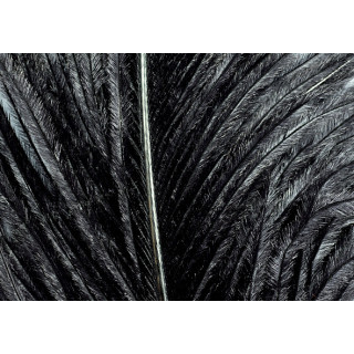 Ostrich herls on stem