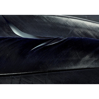 Turkey dyed wing feathers