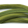 Oca biots quills