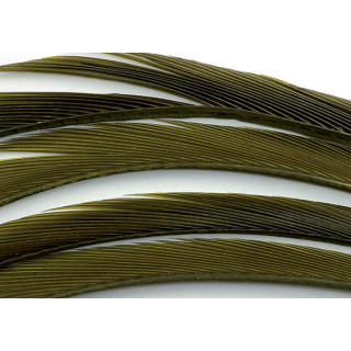 Oca biots quills