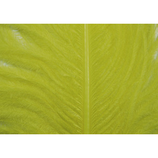 Ostrich herls on stem