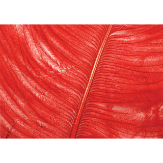 Ostrich herls on stem