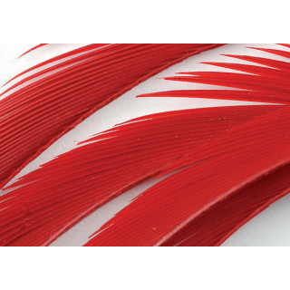 Oca biots quills