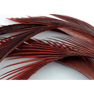 Oca biots quills